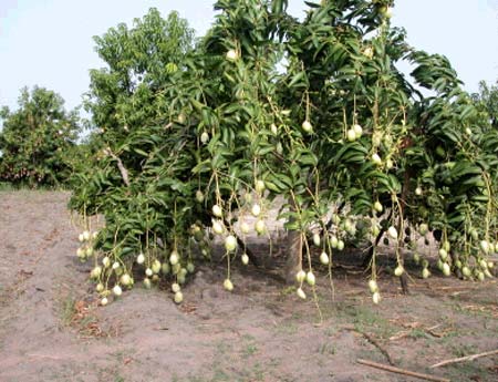 The African Mango Scam: What You REALLY Need to Know