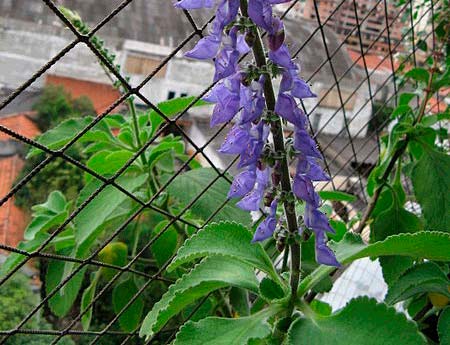 Dr. Oz and Coleus forskohlii for Weight Loss