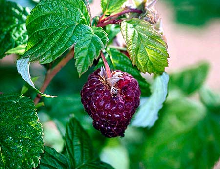 Dr. Oz, Raspberry Ketones, Weight Loss and Your Metabolism