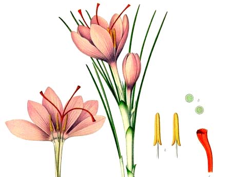 Dr. Oz and Saffron/Satiereal As an Appetite Suppressant