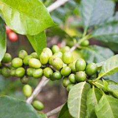 Green Coffee Extract for Weight Loss? Not so Fast…