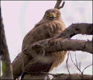 Surprised bird