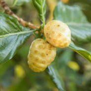 Noni Fruit Review: Benefits and Information